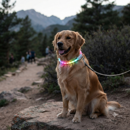 USB Rechargeable LED Dog Collar